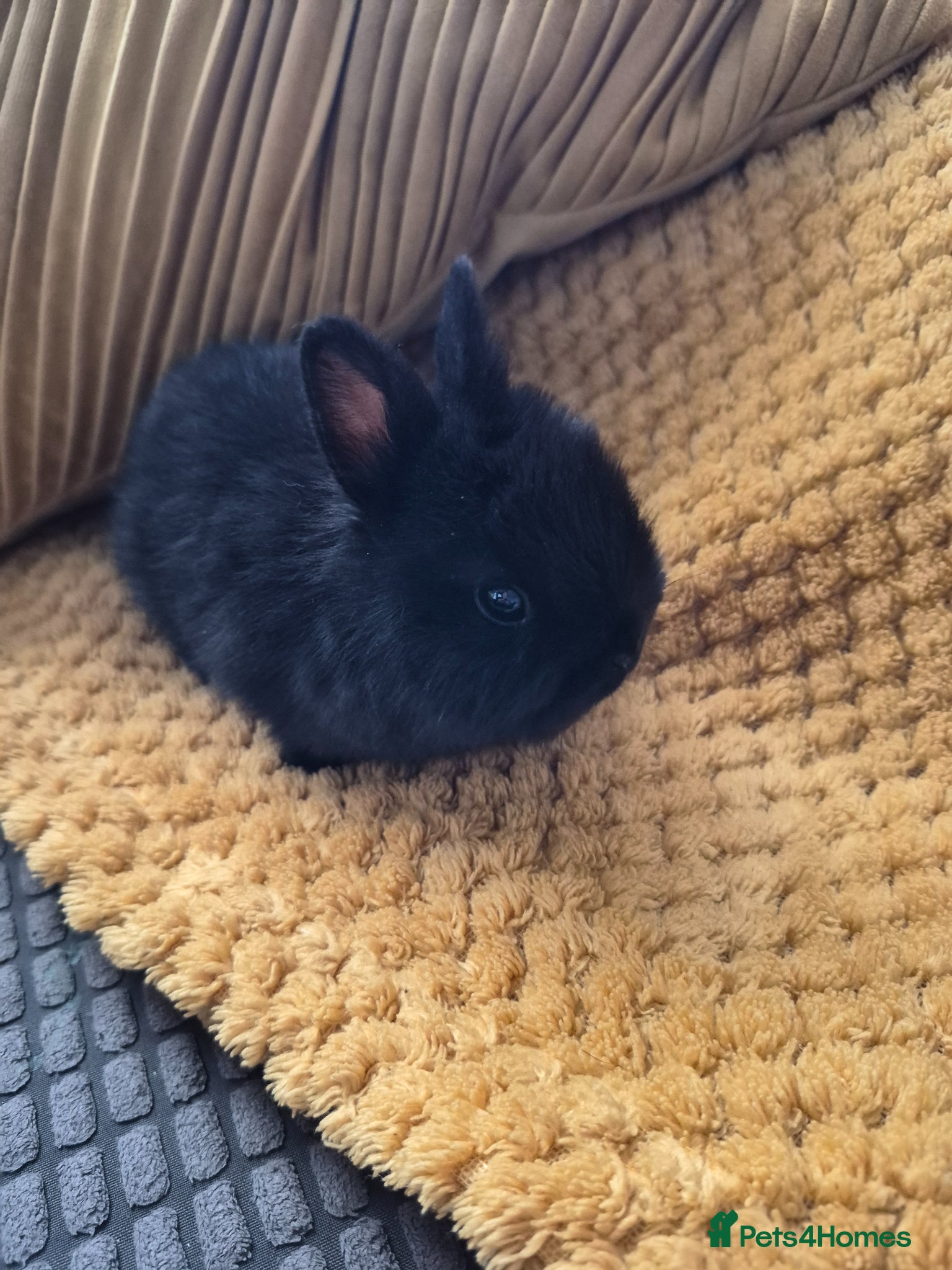 Netherland Dwarf rabbits Neverland dwarf  - Advert 10
