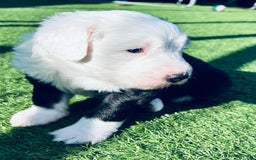 Sheepadoodle dogs for sale: Sheepadoodle Puppies -4 Female, 3 Male - Image 22