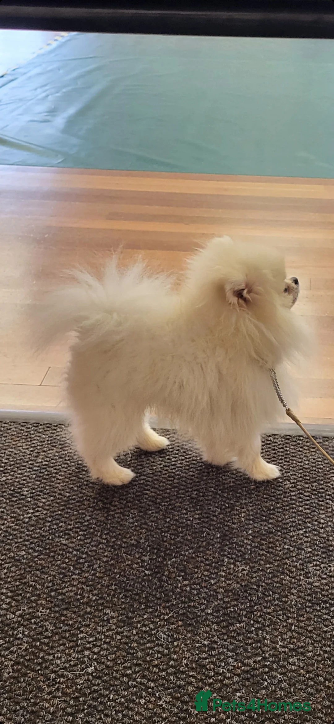 Pomeranian dogs for stud: Tiny1.4kg KC white Top Quality Pomeranian Stud in Coventry - Advert 7