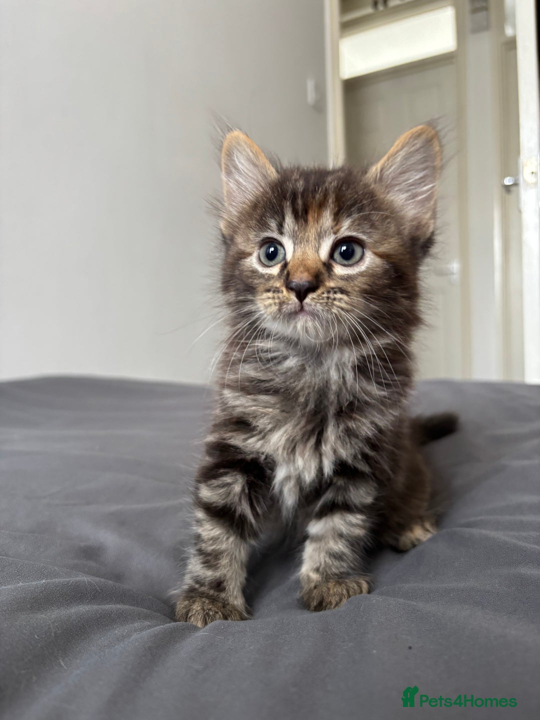 British Longhair cats for sale: 3 kittens looking for new home - Image 4