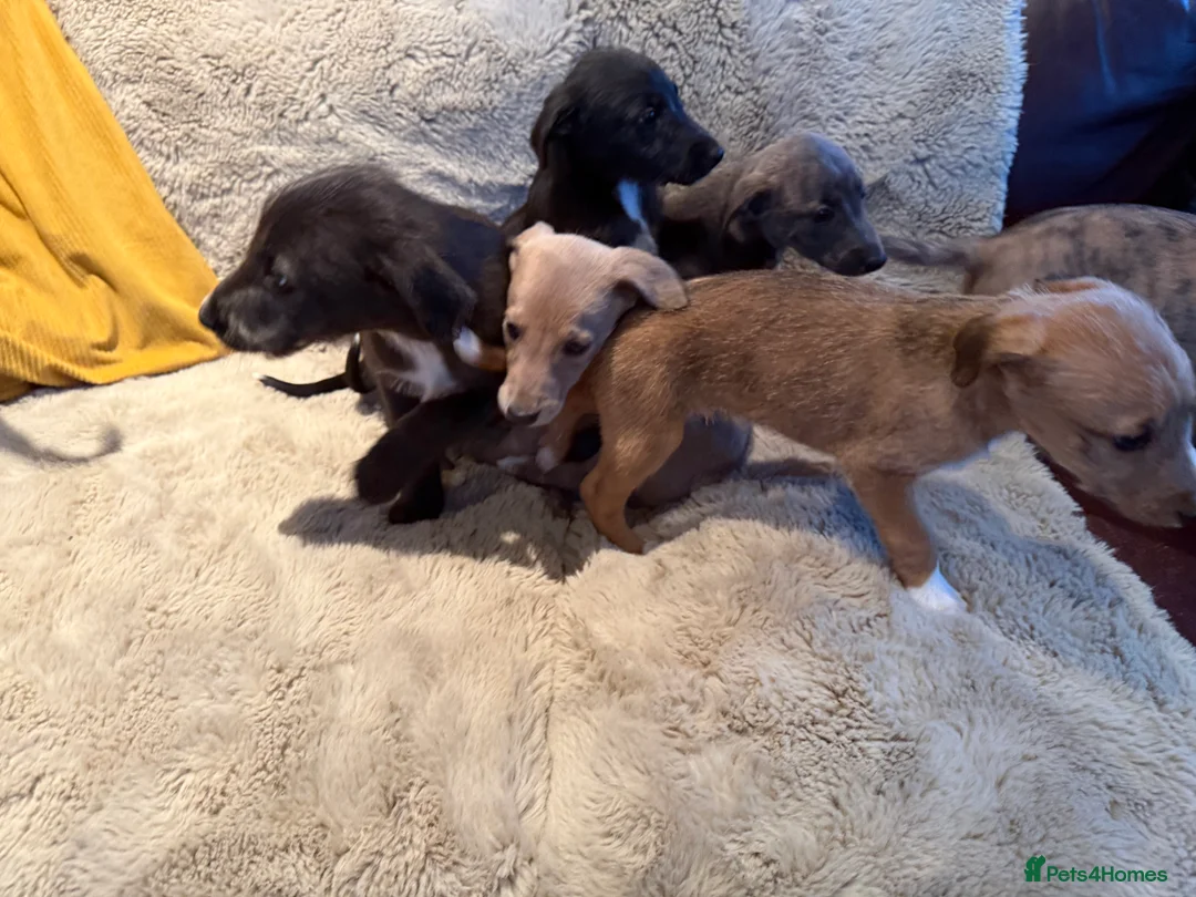 Mixed Breed dogs for sale: Bedlington/Whippet/Lurcher puppies - Advert 3