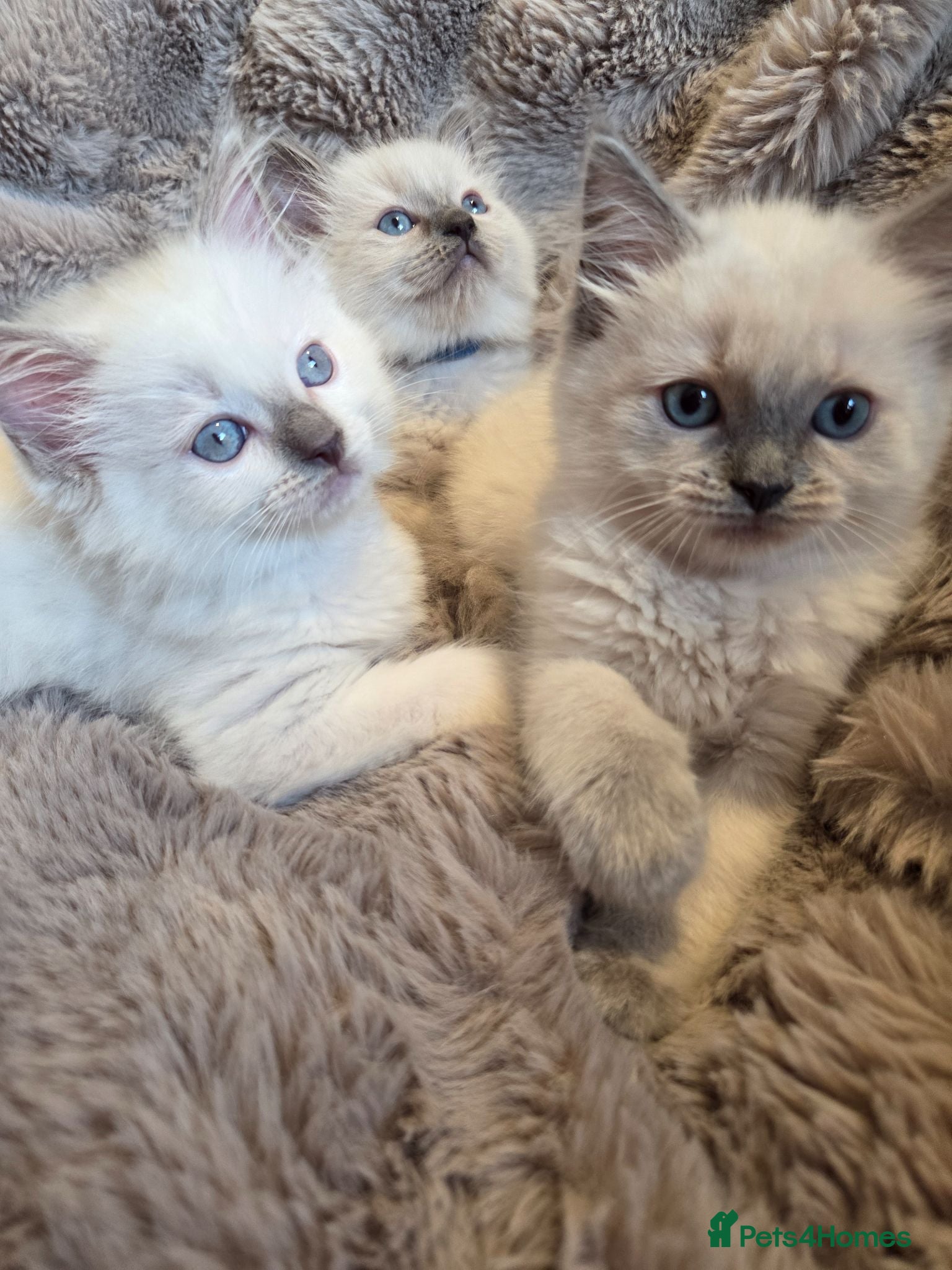 Ragdoll cats 🏆GCCF REG. EXTENSIVELY TESTED RAGDOLL KITTENS 🌟 - Advert 2