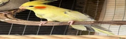 Cockatiels birds for sale: 7 Cockatiels  - Advert 8