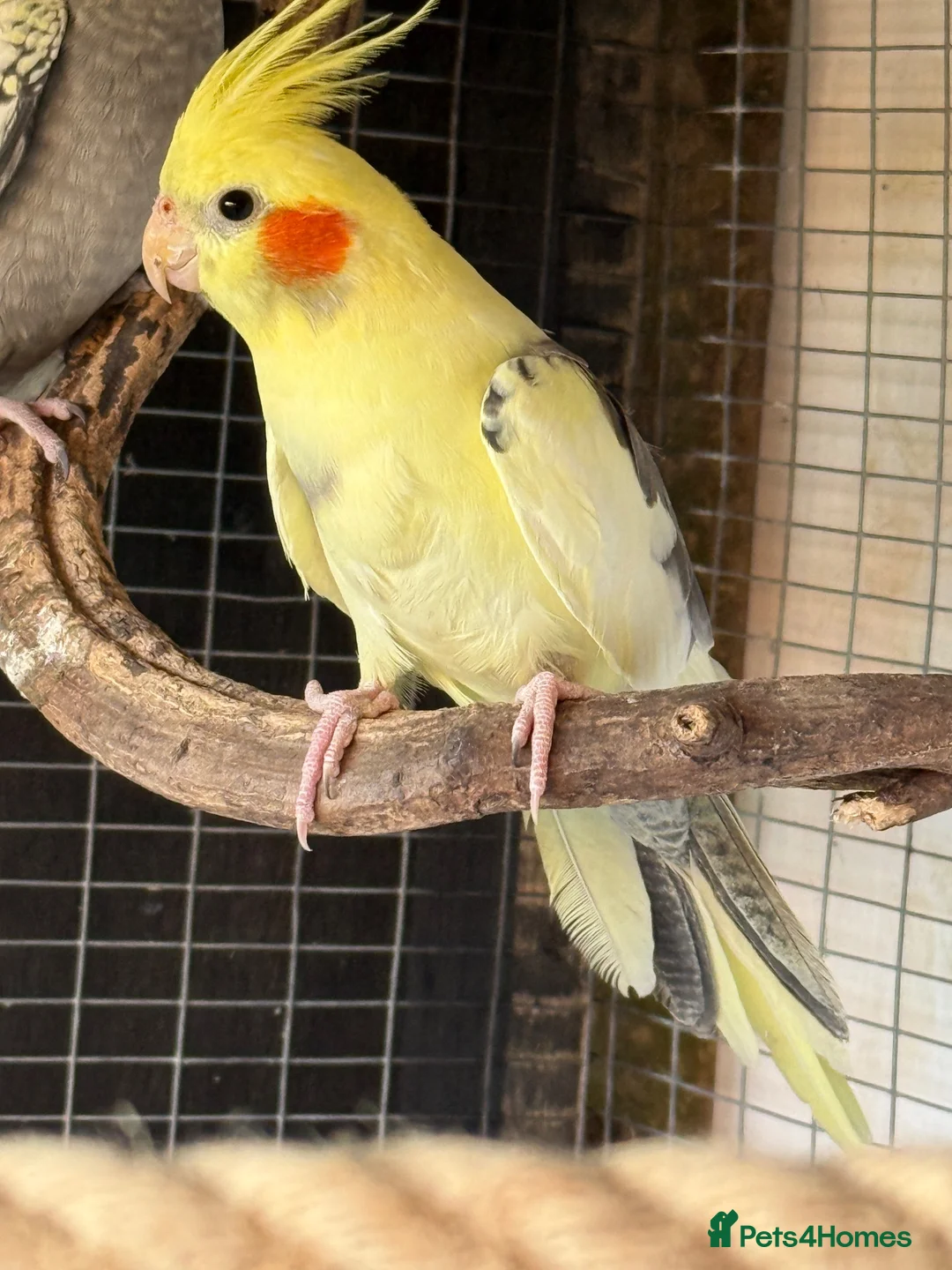 Cockatiels birds for sale: 7 Cockatiels  - Advert 8