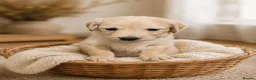 Golden Retriever dogs for sale: READY TO LEAVE 1 BOY Golden Retriever puppy - Advert 2