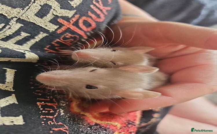 Rat rodents - Advert 1