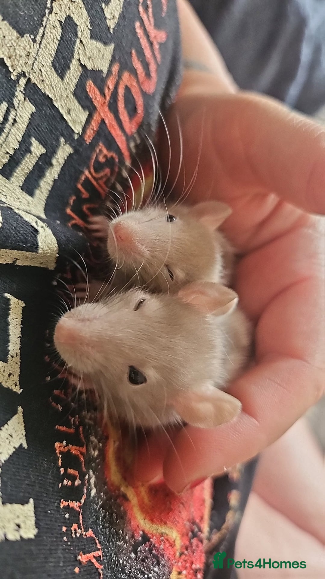 Rat rodents for sale: Baby male rats - Image 1