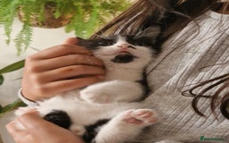 Mixed Breed cats for sale: Kittens - Image 21