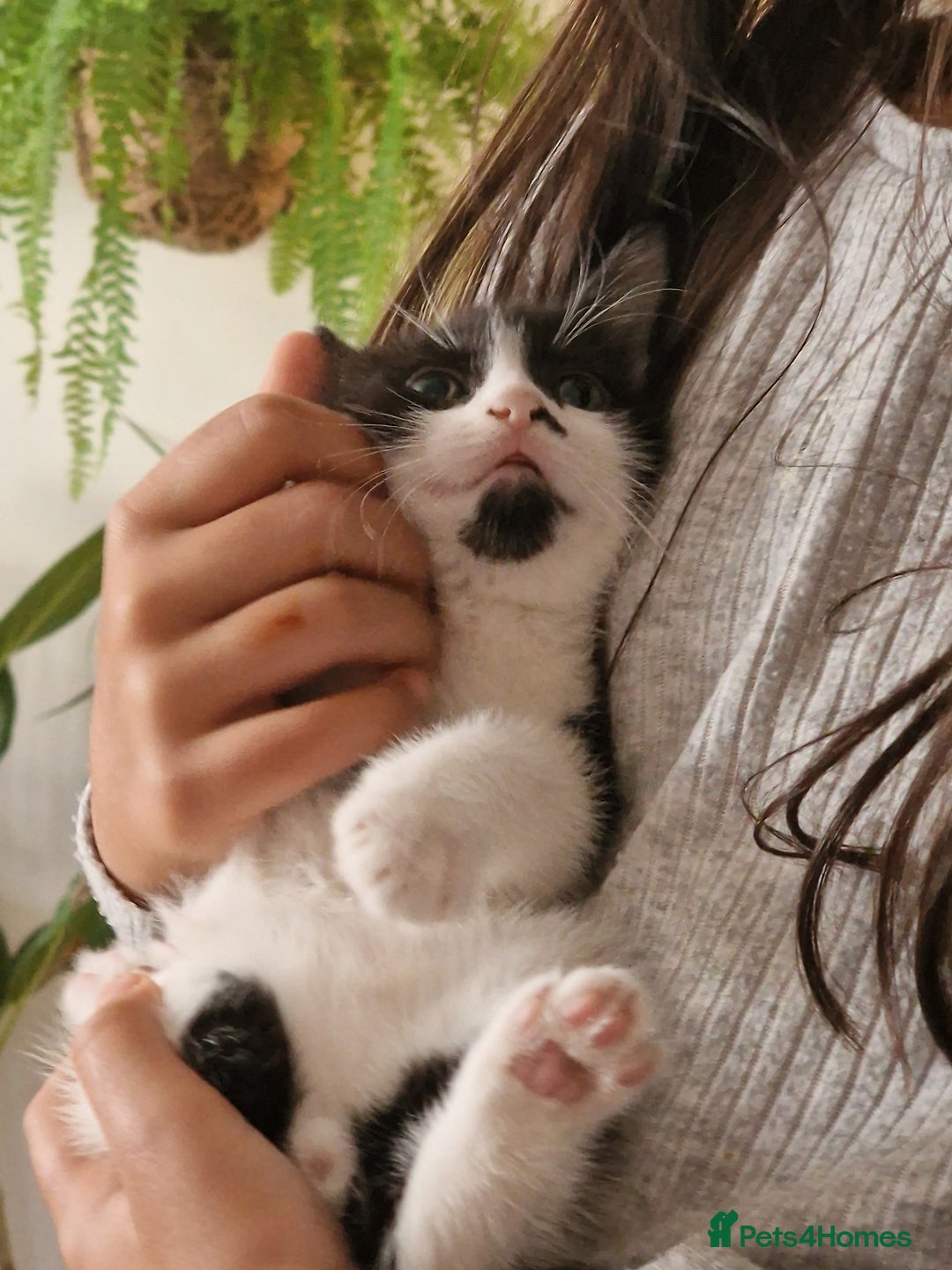 Mixed Breed cats for sale: Kittens - Image 21