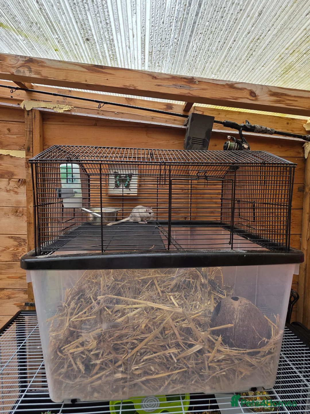 Gerbil rodents for sale: Male Gerbil and Cage - Advert 2