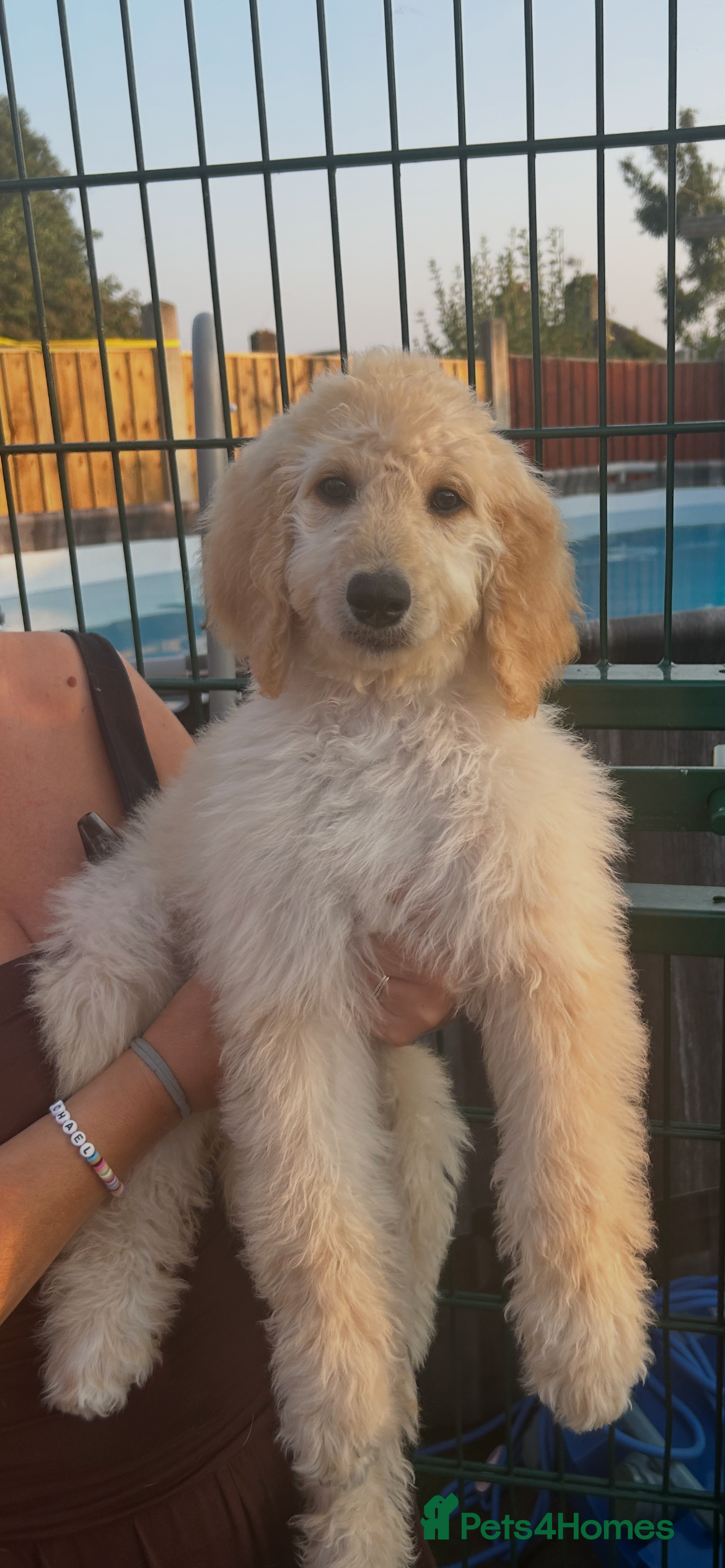 Labradoodle dogs Adorable health tested f1bb standard labradoodles  - Advert 2