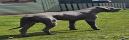 Great Dane dogs for sale: Beautiful KC Great Dane puppies  - Advert 3