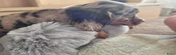 Cocker Spaniel dogs for sale: Working Type Cocker Spaniels - Advert 28