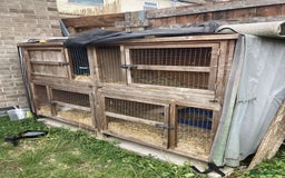 French Lop rabbits for sale: two mini french lops  - Image 3