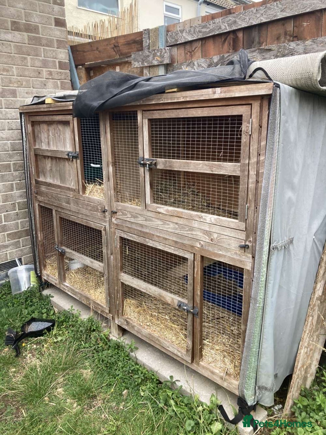 French Lop rabbits for sale: two mini french lops  - Image 3