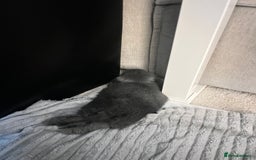 Mini Lop rabbits for sale: Beautiful grey mini lop baby boy  - Image 2