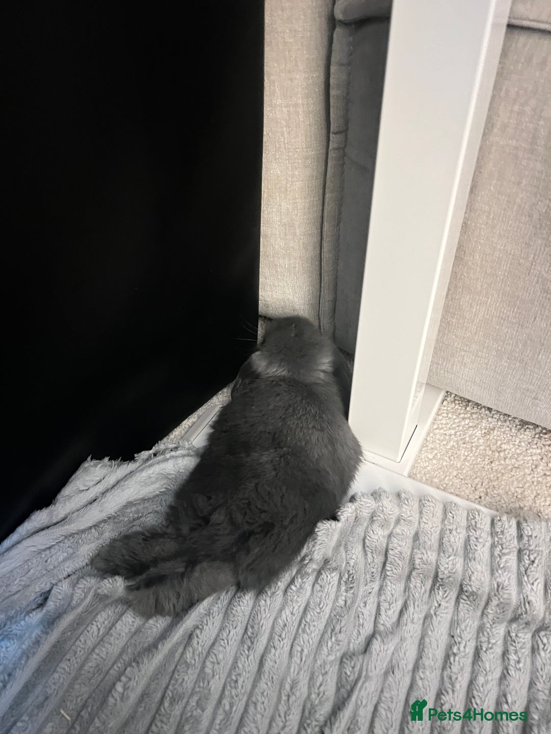 Mini Lop rabbits for sale: Beautiful grey mini lop baby boy  - Image 2