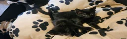 Mixed Breed cats for sale: 4 Beautiful Mixed-Breed Kittens - Advert 3