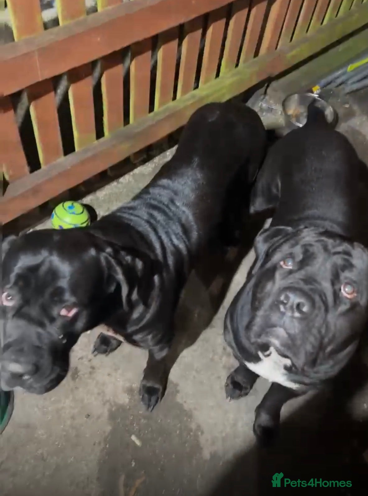 Cane Corso dogs Female cane corso pure breed for sale - Advert 14