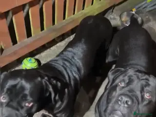 Cane Corso dogs Female cane corso pure breed for sale - Advert 5