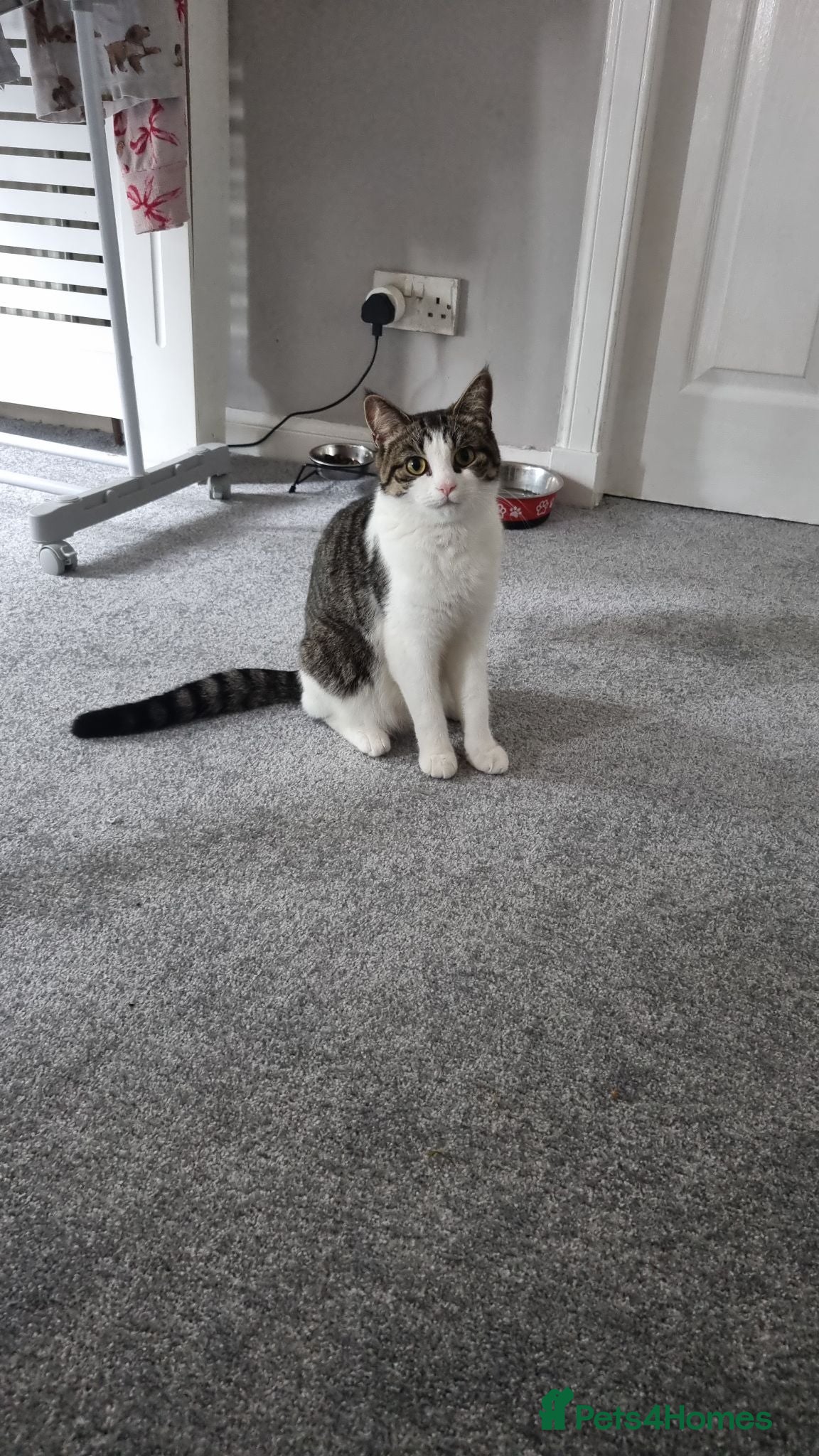 Mixed Breed cats 1 boy kitten for sale  - Advert 2