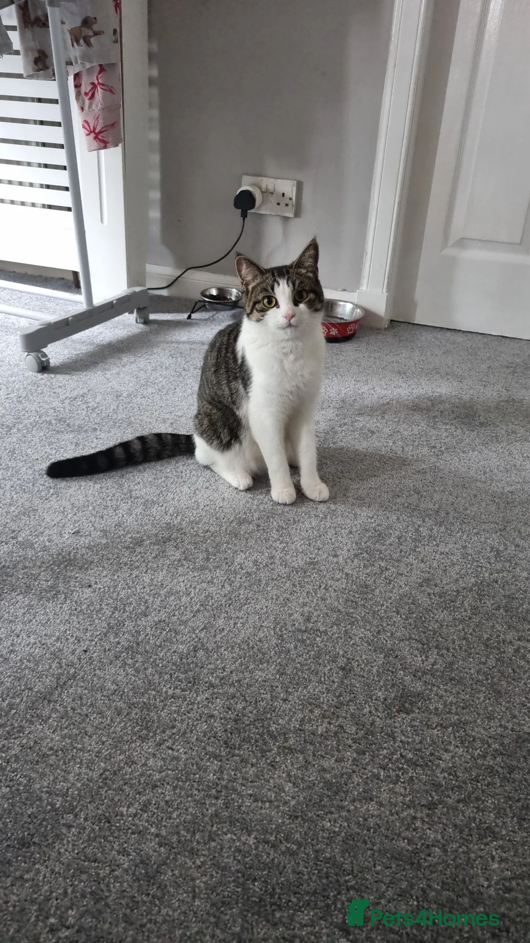 Mixed Breed cats for sale: 1 boy kitten for sale  in Motherwell - Advert 1