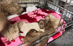 Goldendoodle dogs for sale: Golden doodle puppy’s for sale  - Advert 3