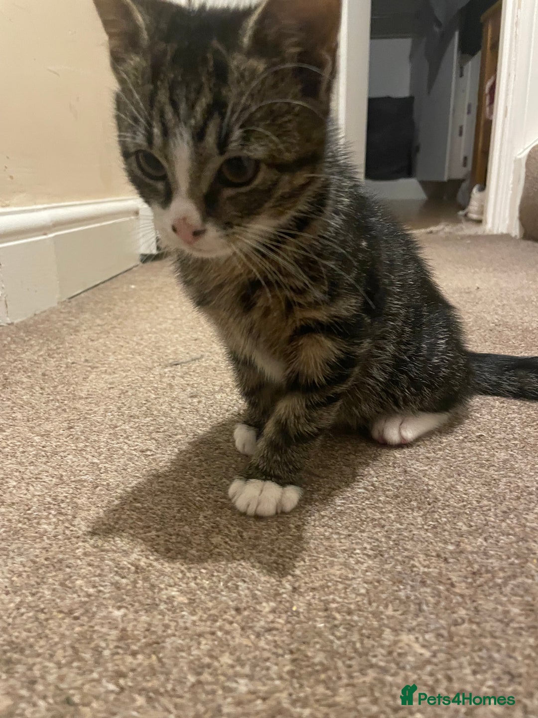Mixed Breed cats for sale: black and brown tabby kitten - Advert 7