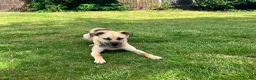 Mixed Breed dogs for adoption: Rocco - North Walsham Norfolk  - Advert 2