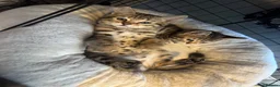 Bengal cats for sale: Stunning beautiful natured bengal cross kittens - Advert 15