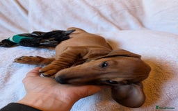 Miniature Dachshund dogs for sale: Ready to leave Miniature dachshunds cearphilly  - Image 40