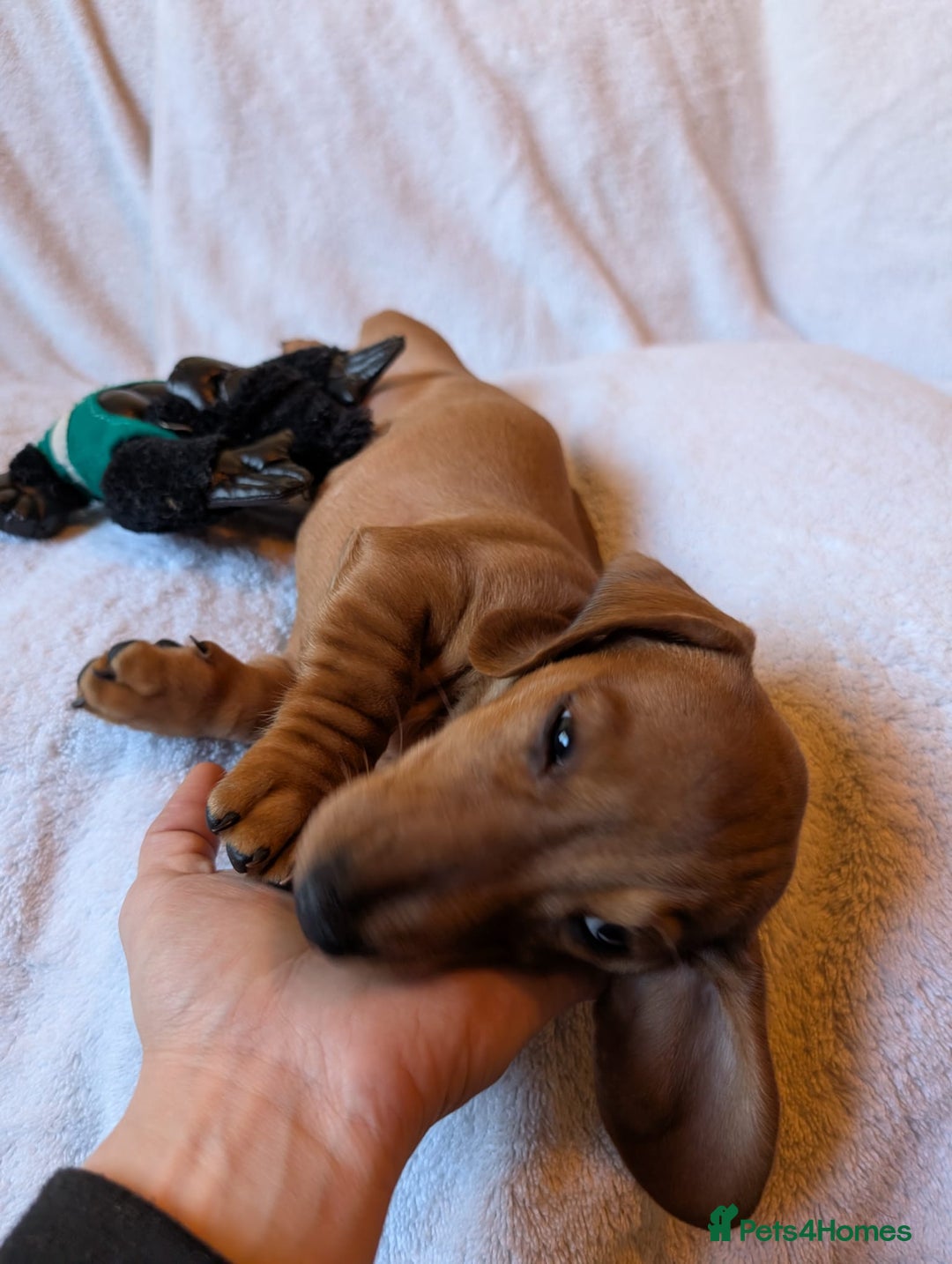 Miniature Dachshund dogs for sale: Ready to leave Miniature dachshunds cearphilly  - Image 40