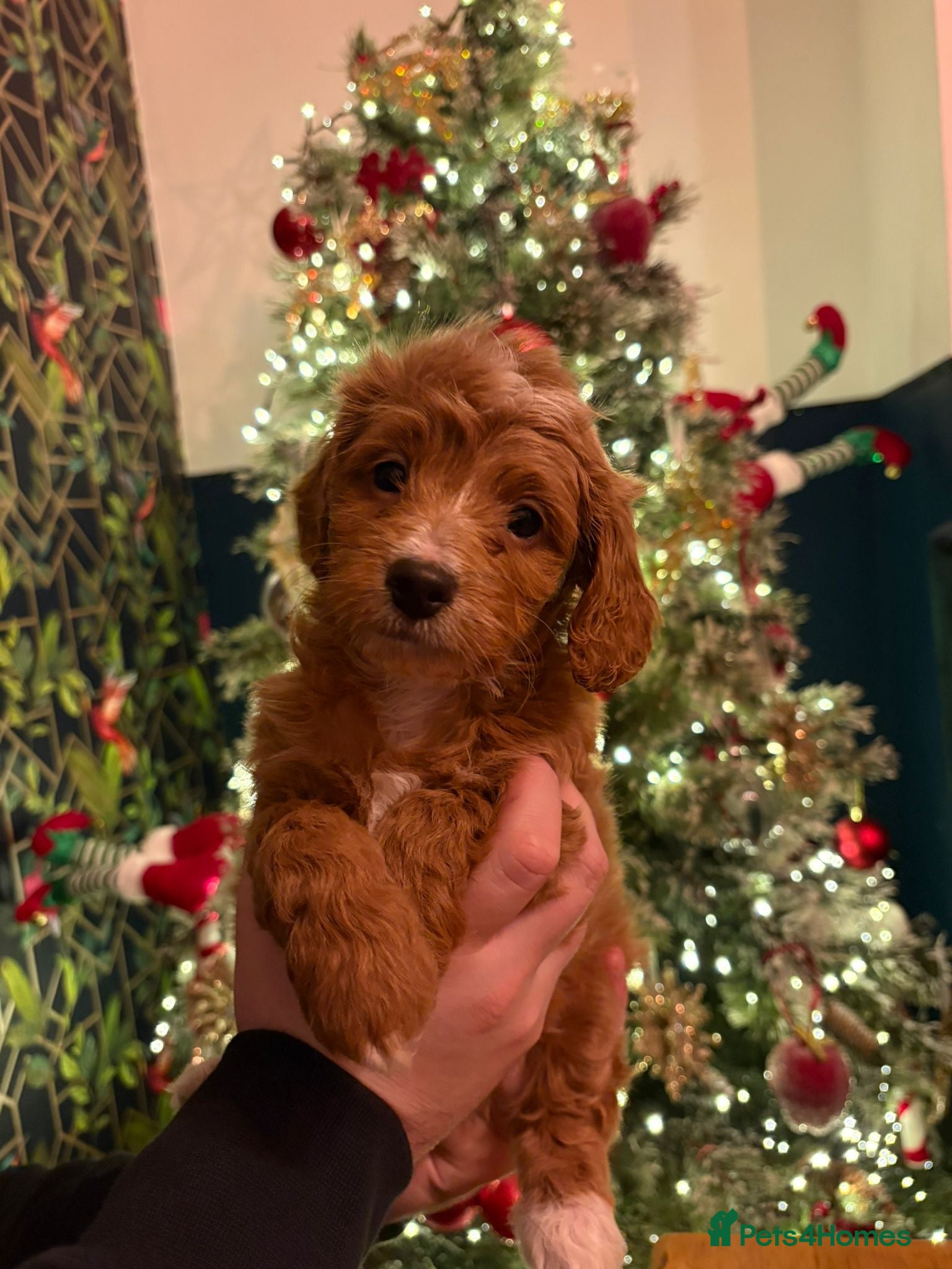 Doxiepoo dogs Beautiful Doxipoo puppies  - Advert 1