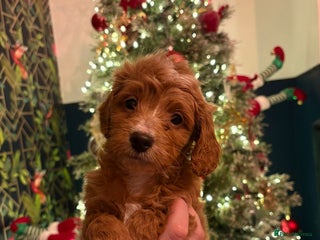 Doxiepoo dogs Beautiful Doxipoo puppies - Advert 1