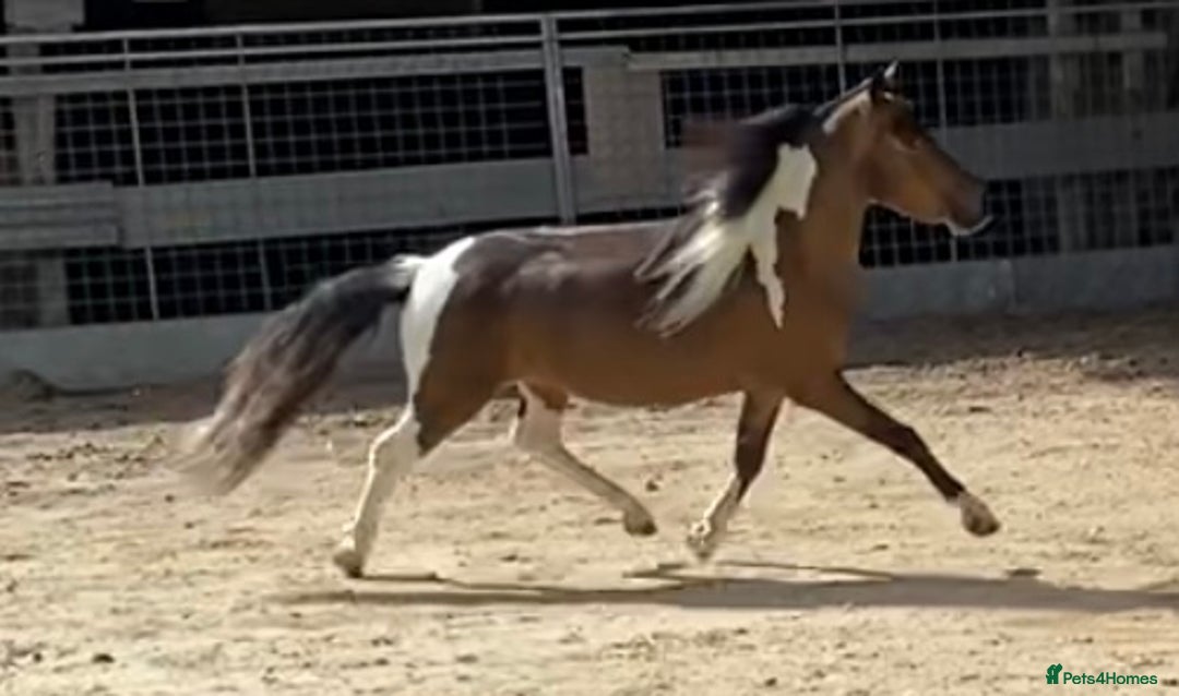 Miniature horses for sale: AMHA/AMHR SHOW STALLION  - Image 3