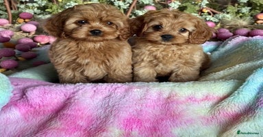 Cavapoo dogs - Advert 4