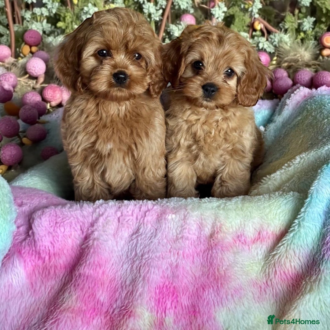 Cavapoo dogs for sale: 4 gorgeous f1 Cavapoo puppies for sale - Image 2