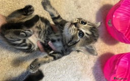 Mixed Breed cats for sale: Adorable tabby girl kitten looking for a home - Image 4