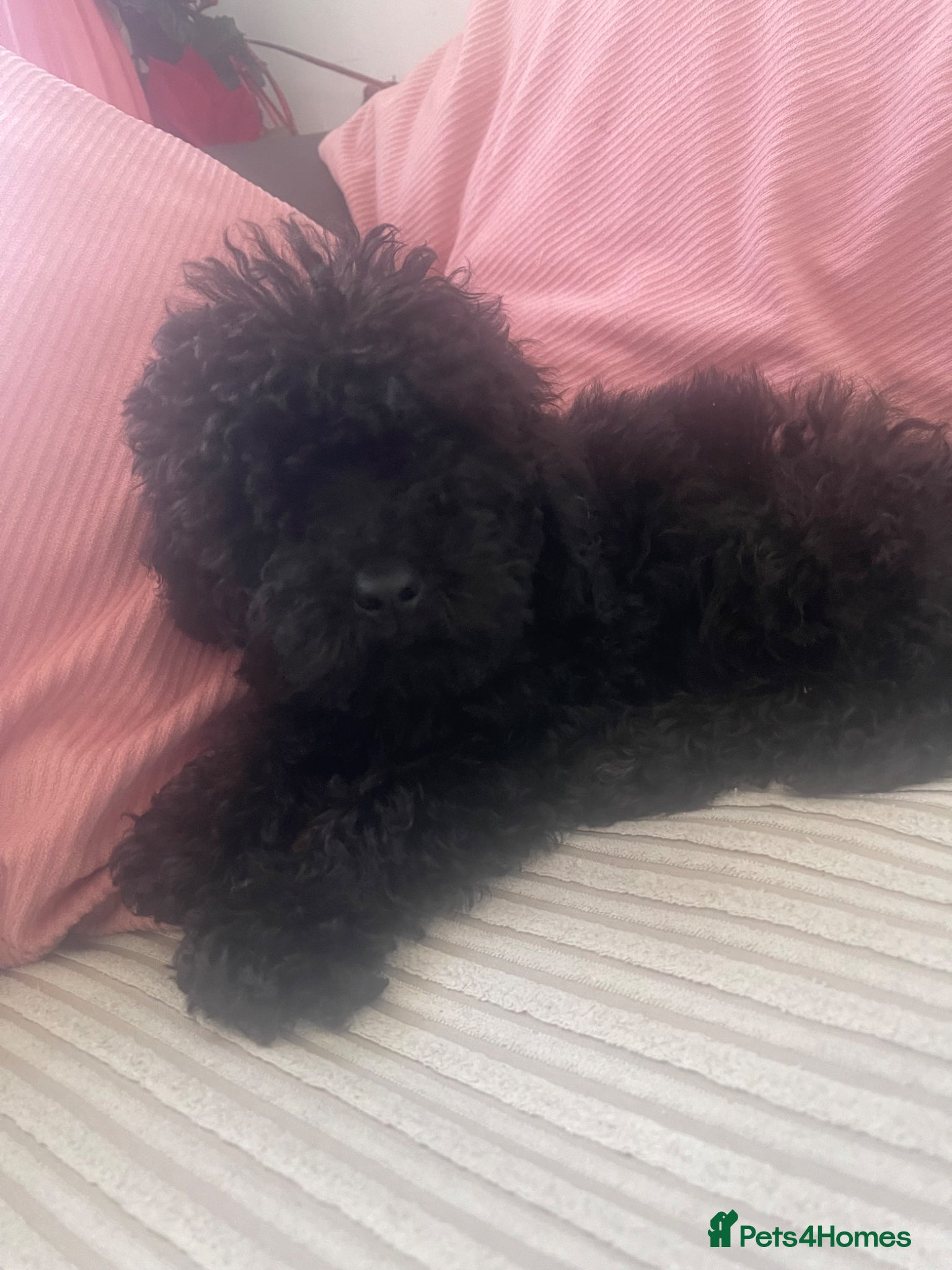Maltipoo dogs Beautiful puppies for sale ONE BOY LEFT AVAILABLE - Advert 5