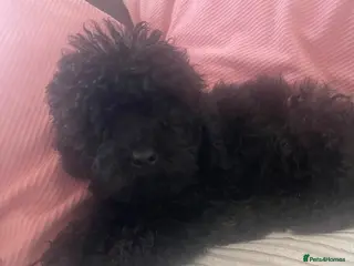 Maltipoo dogs Beautiful puppies for sale ONE BOY LEFT AVAILABLE - Advert 7