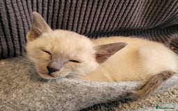 Siamese cats for sale: Old Style Siamese Kittens. Raised with love & care - Image 35