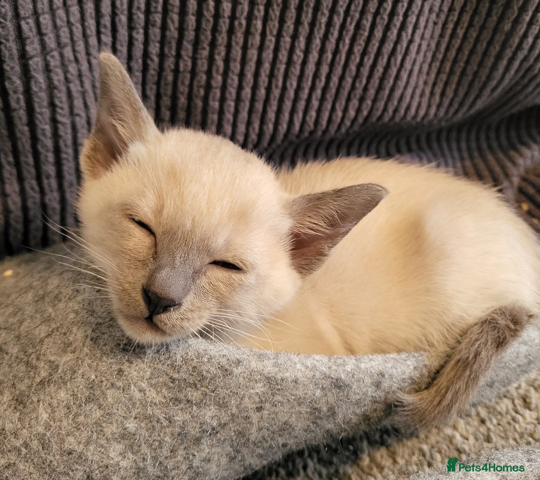 Siamese cats for sale: Old Style Siamese Kittens. Raised with love & care - Image 35