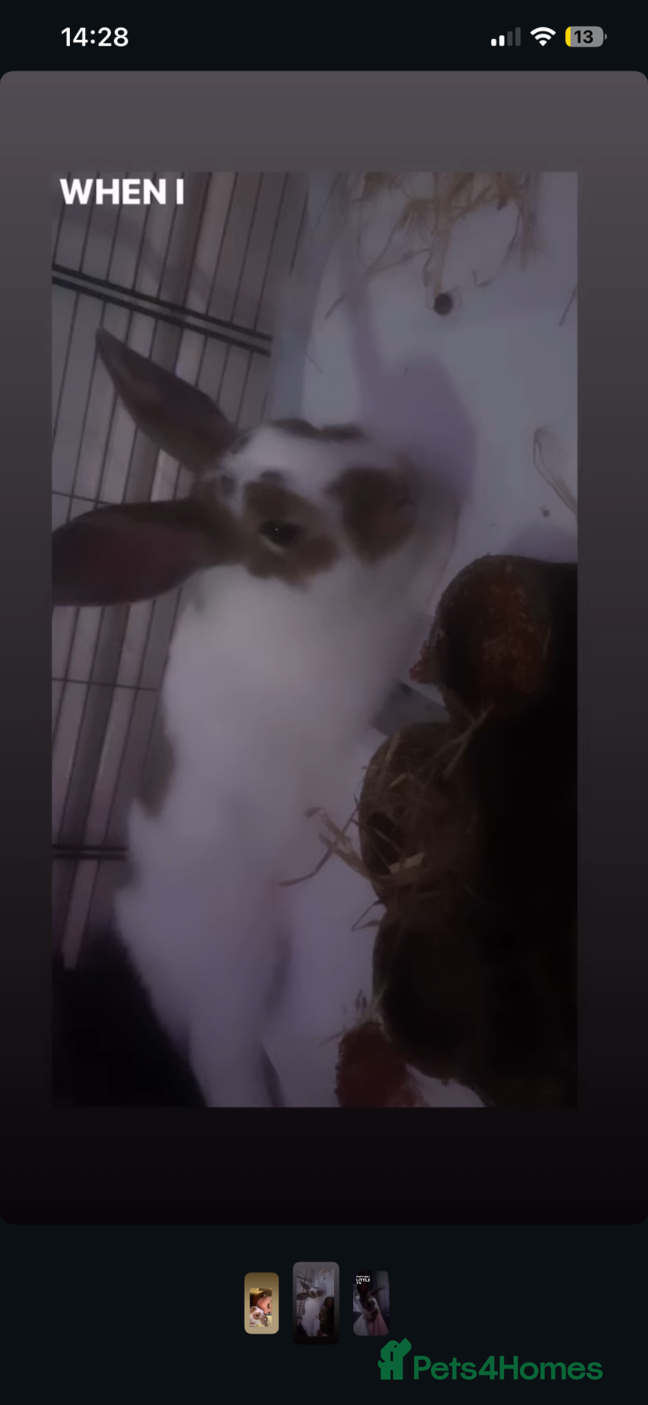 Mixed Breed rabbits prince  - Advert 2