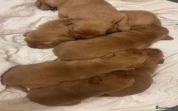 Labrador Retriever dogs for sale: Red Labrador pups  - Advert 3