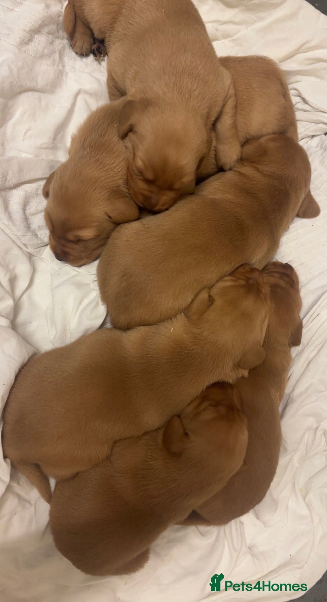 Labrador Retriever dogs for sale: Red Labrador pups  - Advert 3
