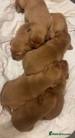 Labrador Retriever dogs Red Labrador pups - Advert 1
