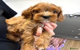 Cavapoo dogs for sale: Rare Miniature F1 Cavapoo Quality Puppies - Image 8