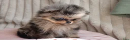 Pomeranian dogs for sale: Beautiful Russian line Pomeranians  - Advert 3