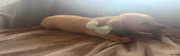 Miniature Dachshund dogs for sale: Cream Long Haired Pups KC - Advert 15