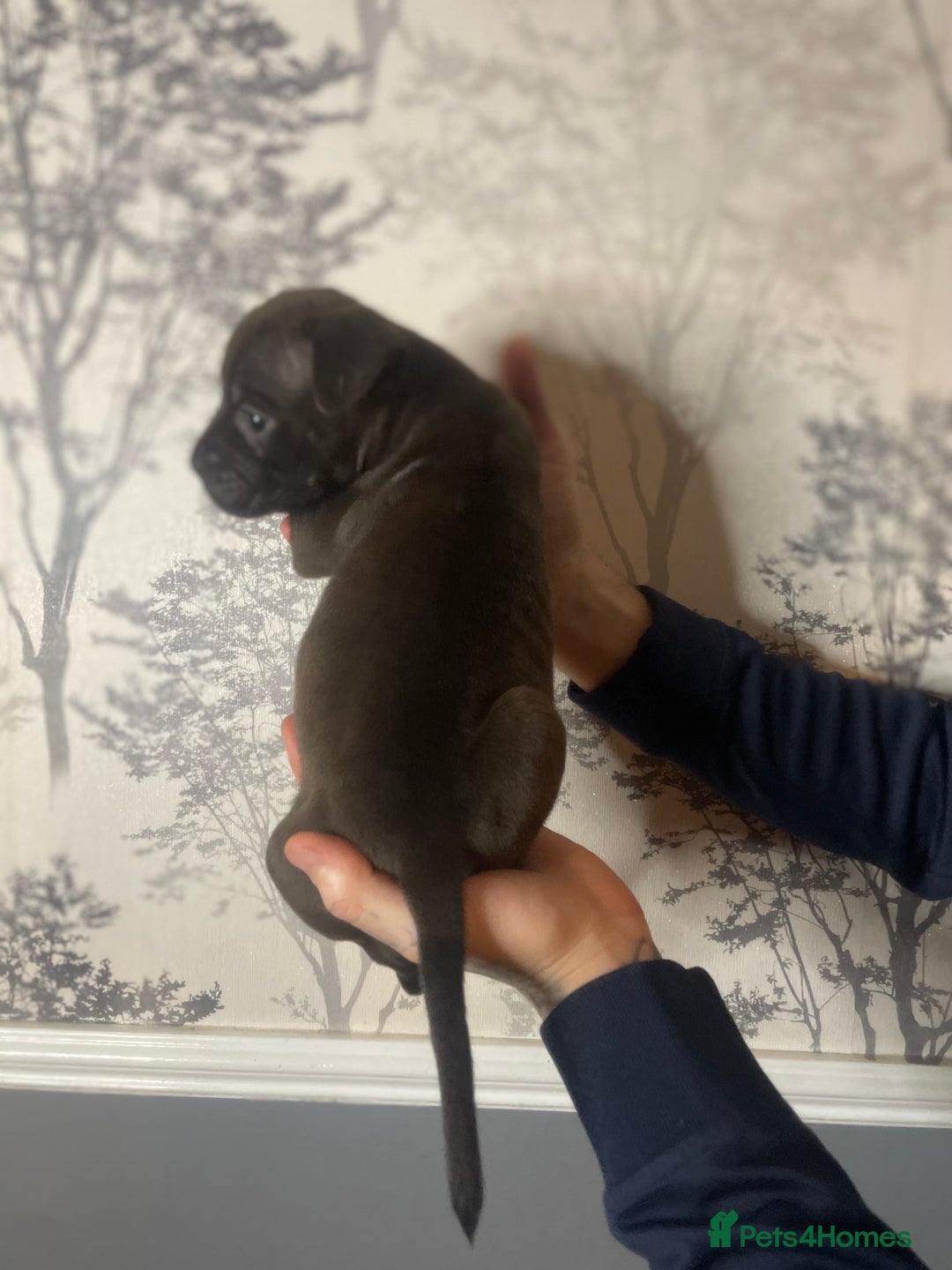 American Bully dogs for sale: Pocket bully puppies  - Advert 8